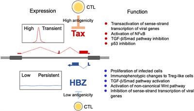 HTLV-1's Foxy Strategy for Survival and Transmission